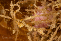 Rumengan's Pipehorse - Kyonemichthys rumengani
