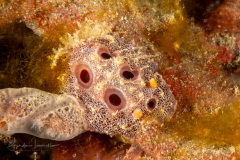 Sclerodoris sp. 4 - NSSI2