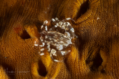 Sea Cucumber Swimming Crab - Lissocarcinus orbicularis