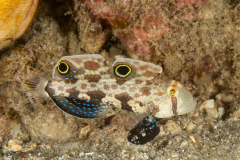 Signal Goby - Signigobius biocellatus