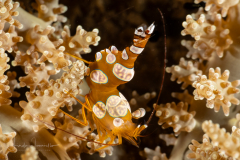 Squat Shrimp - Thor amboinensis