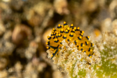 Stiliger ornatus