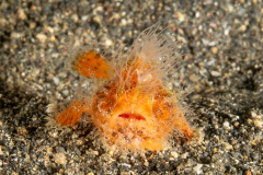 Striated Frogfish - Antennarius striatus