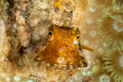 Thornback Cowfish - Lactoria fornasini