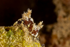 Trapania euryeia
