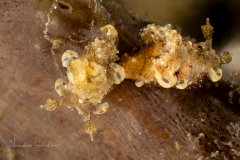 Trapania palmula