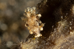 Trapania palmula