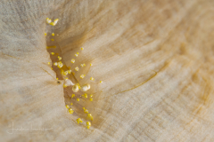 Unknown Shrimp