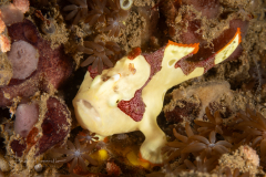 Warty Frogfish - Juvenile - Antennarius maculatus