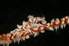 Wire Coral Crab - Xenocarcinus tuberculatus