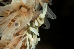 Zanzibar Whip Coral Shrimp - Dasycaris zanzibarica