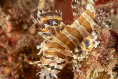 Zebra lionfish - Juvenile - Dendrochirus zebra