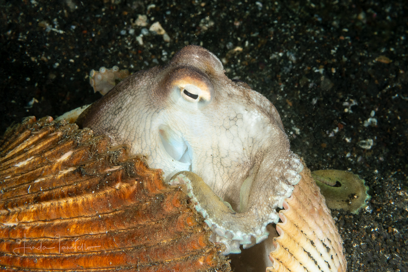 Coconut octopus -Amphioctopus marginatus