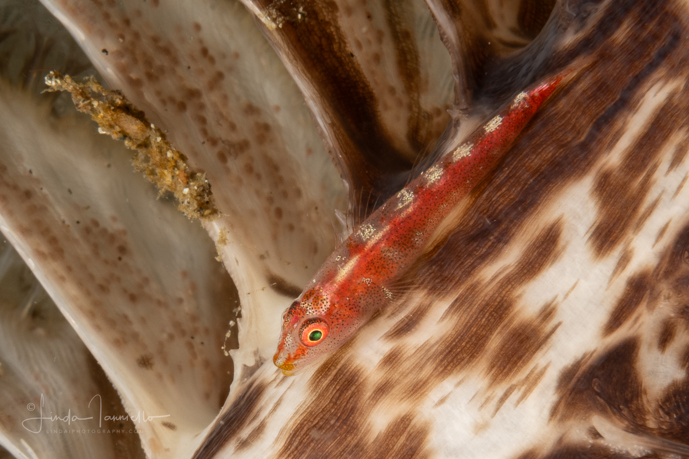 Common Ghostgoby - Pleurosicya mossambica