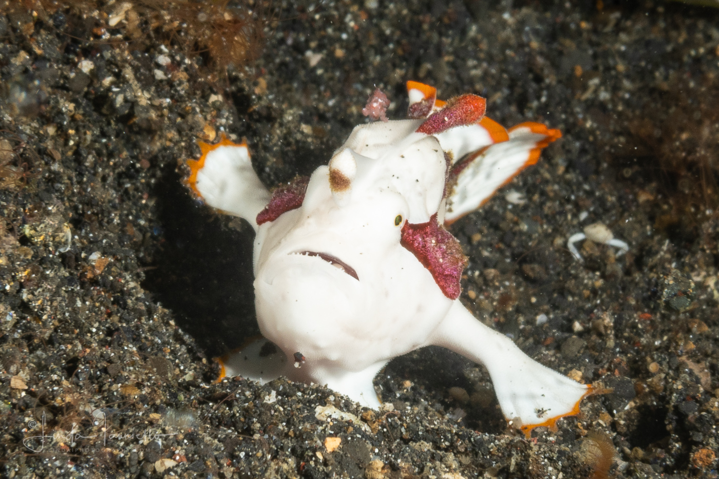 Warty Frogfish - Juvenile  - Antennarius maculatus