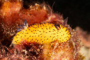 Sea Slug - Jorunna parva Sea Slug - Jorunna parva