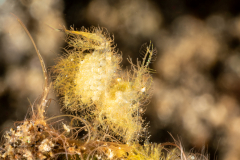 Algae Shrimp - Phycocaris simulans - With Eggs