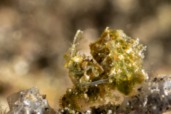 Banded Hairy Shrimp - Phycocaris sp.