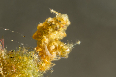 Banded Hairy Shrimp - Phycocaris sp.