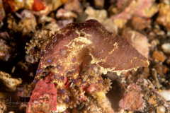 Blue-Ringed Octopus - Hapalochlaena lunulata