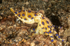 Blue-Ringed Octopus - Hapalochlaena lunulata