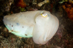 Broadclub Cuttlefish - Ascarosepion latimanus