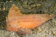 Cockatoo Waspfish - Ablabys taenianotus