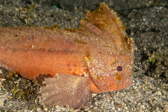 Cockatoo Waspfish - Ablabys taenianotus