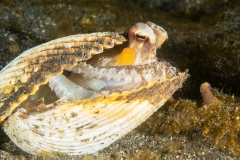 Coconut octopus -Amphioctopus marginatus