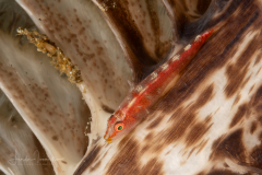 Common Ghostgoby - Pleurosicya mossambica