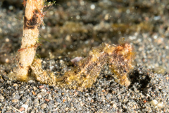 Common Seahorse - Hippocampus kuda