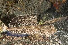 Dragonet - Orange and Black - Dactylopus kuiteri
