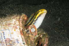 Fangblenny - Striped - Meiacanthus grammistes