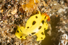 Flatworm - Eurylepta species