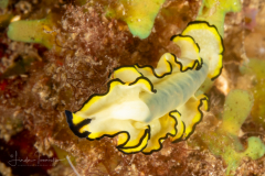 Flatworm - Euryleptidae Family