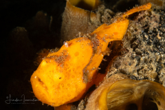 Frogfish - Antennariidae Family