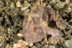 Frogfish - Antennariidae Family