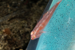 Ghostgoby - Pleurosicya mossambica