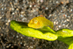 Goby - Gobiidae Family