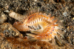 Golden Fire Worm - Chloeia flava - With a Crab