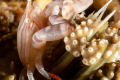 Haig's Porcelain Crab - Porcellanella haigae