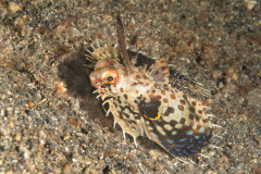 Helmut gurnard - Dactyloptena orientalis