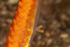 Large Whip Goby - Bryaninops amplus - with a parasite