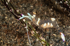 Magnificent Anemone Shrimp - Ancylomenes magnificus - With Eggs