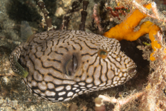 Map Puffer - Juvenile - Arothron mappa