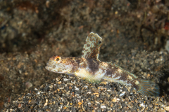 Monster Shrimpgoby - Tomiyamichthys oni