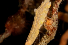 Ocellated Tozeuma Shrimp -  Tozeuma lanceolatum