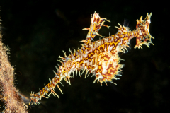 Ornate Ghost Pipefish - Solenostomus paradoxus