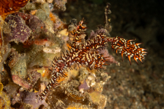 Ornate Ghost Pipefish - Solenostomus paradoxus