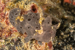 Painted Frogfish - Antennarius pictus